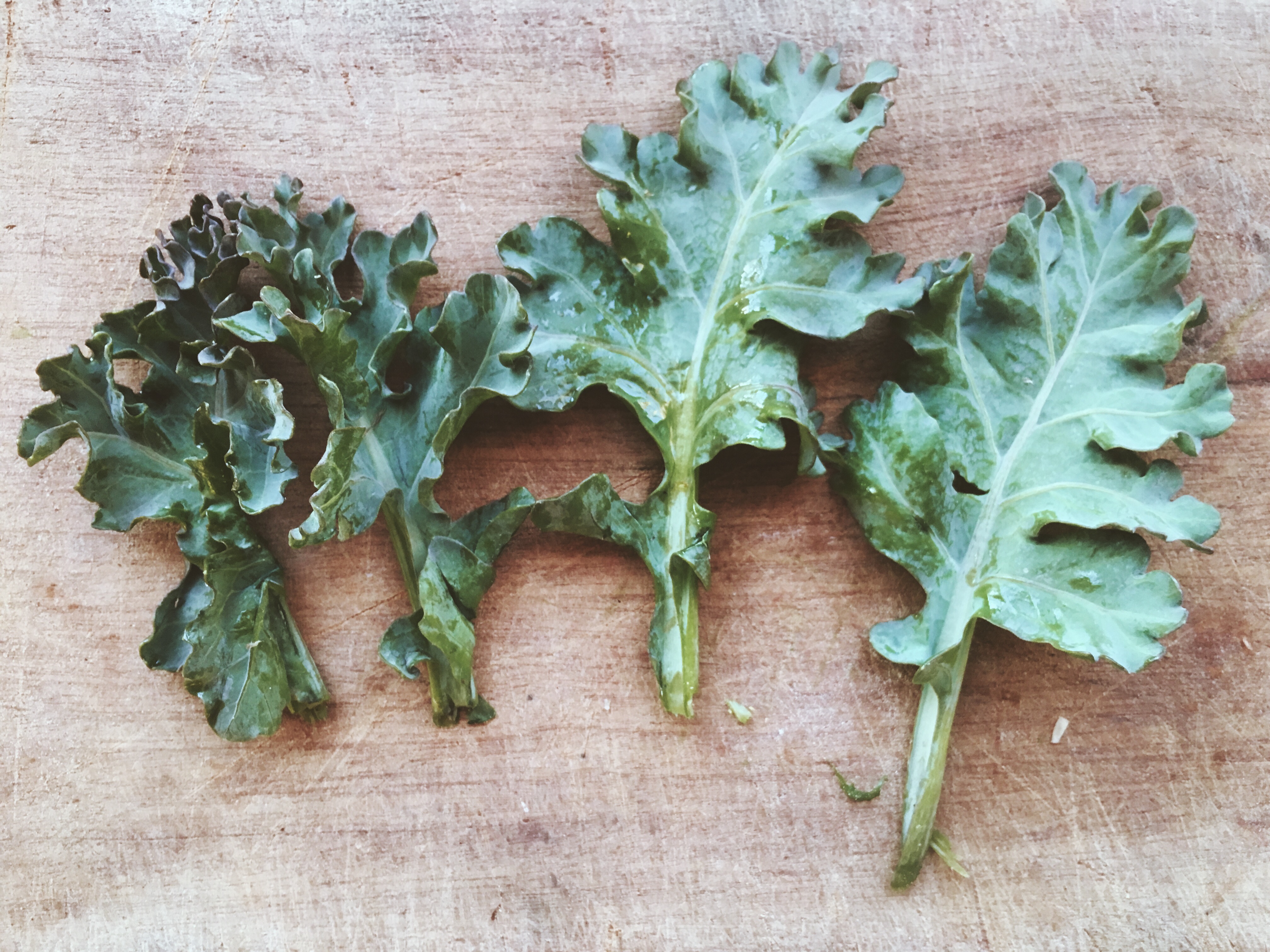 Beach kale from Hesnes Island / Hesnesøy, Norway 