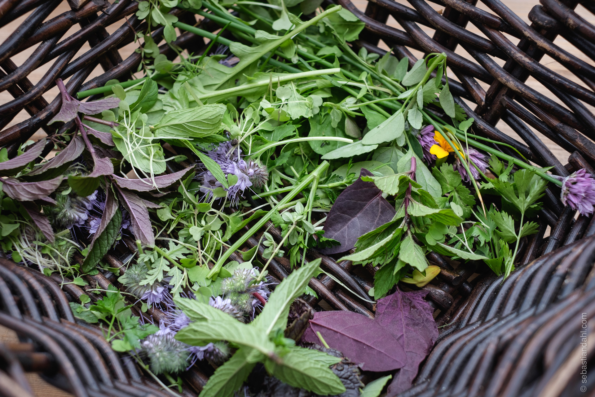 © Sébastian Dahl, Creative Commons BY-NC-SA, please ask before using