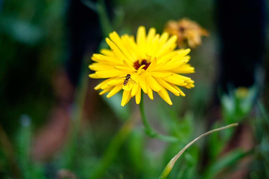 © Sébastian Dahl, Creative Commons BY-NC-SA, please ask before using