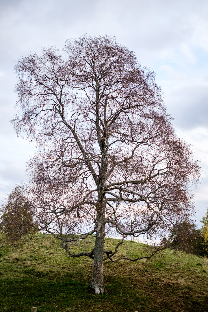 © Sébastian Dahl, Creative Commons BY-NC-SA, please ask before using